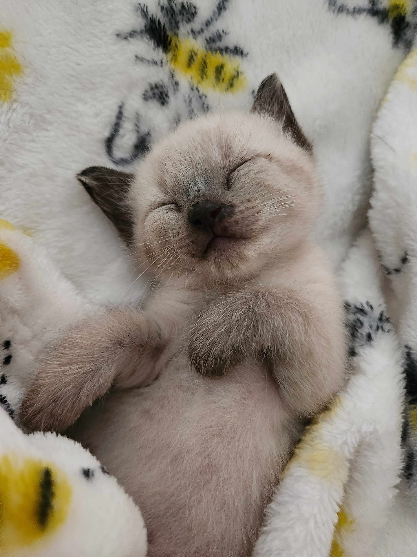 Grey is registered to the contest to win money with this photo: kitten, sleeping, blanket, soft, fluffy, cute, animal, pet, cozy, resting, feline, young, small, content, peaceful, indoors, closeup, comfort, fur, relaxed