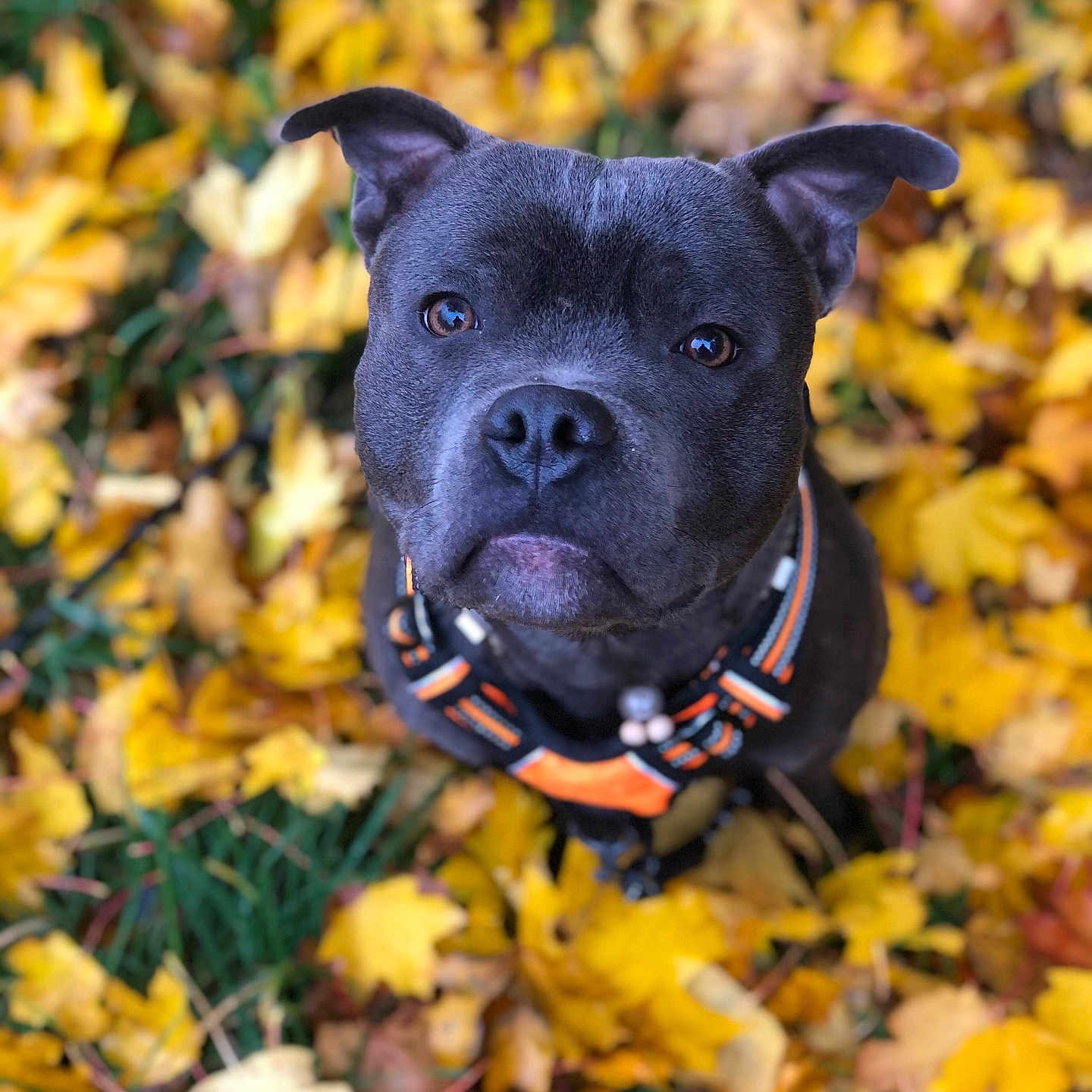 Skunk a rejoint le concours — aidez-le/la à gagner de superbes lots ! animal, bulldog, canine, dog, face, flower, frenchbulldog, head, leaf, outdoors, person, pet, petal, photography, pitbull, plant, portrait, puppy, tree, vegetation