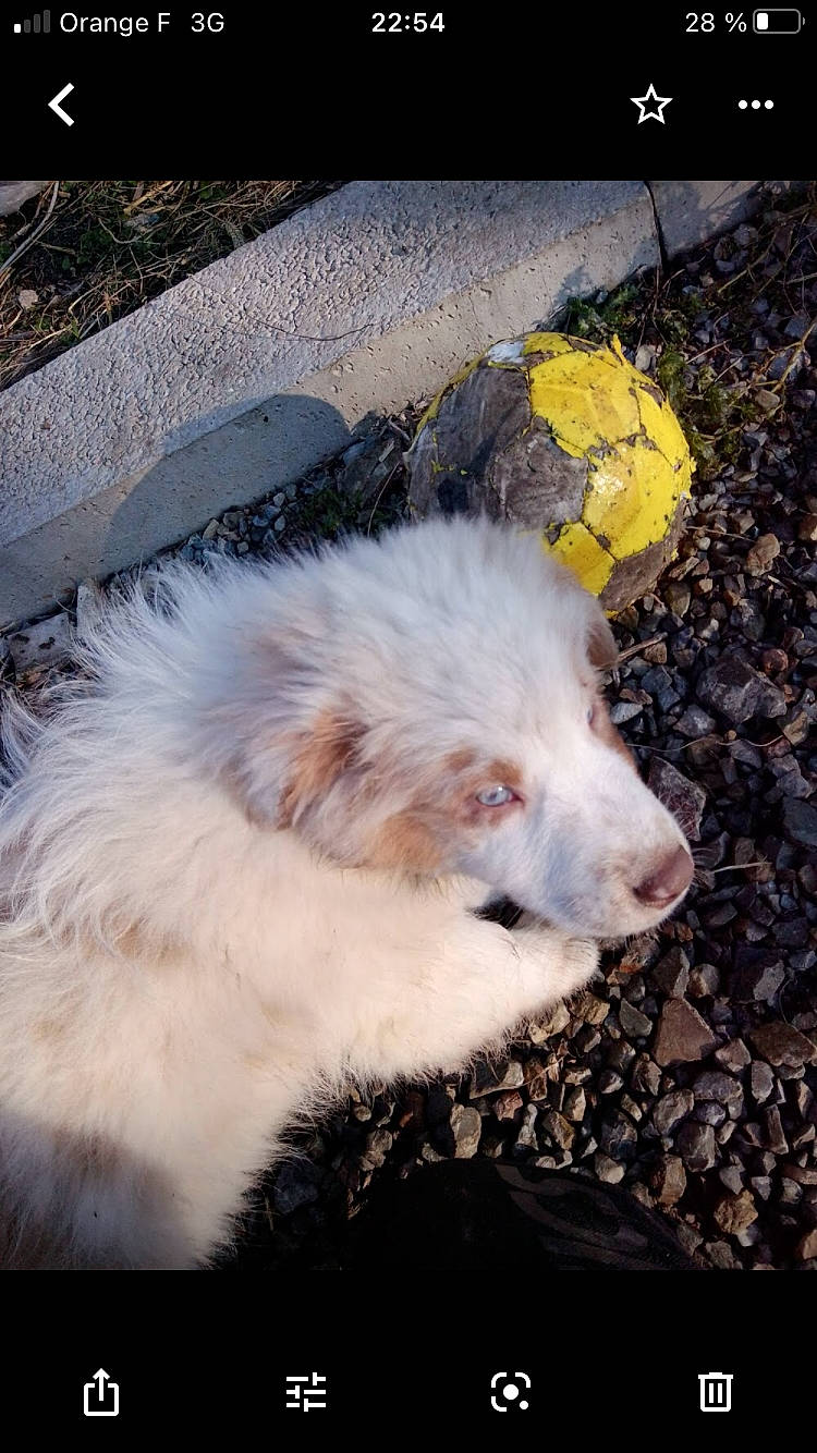 Osiris participe au concours pour gagner de l'argent avec cette photo : canidae, carnivore, companion_dog, dog, dog_breed, fur, grass, herding_dog, indian_spitz, non_sporting_group, snout, spitz, sporting_group, tree, whiskers, working_animal, working_dog