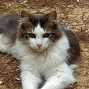 Diane participe au concours pour gagner de l'argent avec cette photo : cat, animal, pet, fluffy, white_fur, gray_fur, outdoor, nature, earth, pine_needles, relaxed, lying_down, whiskers, ears, paws, fur, eyes, mammal, domestic, cute