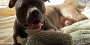 Tonka is registered to the contest to win money with this photo: dog, bed, blanket, pillow, indoor, sunlight, cozy, pet, canine, resting, fur, ears, mouth, nose, paw, comfort, relaxation, animal, domestic, sleeping_area