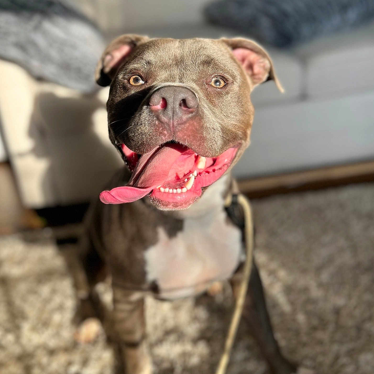 Tonka