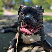 Tonka joined the competition — help win amazing prizes! animal, blurred_background, canine, closeup, daytime, dog, friendly, happy, leash, mammal, nature, outdoor, paw, pet, playful, resting, sidewalk, summer, sunlight, tongue_out