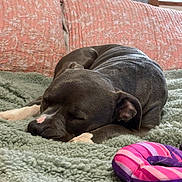 Tonka joined the competition — help win amazing prizes! dog, sleeping, blanket, pillow, indoor, pet, resting, cozy, fur, toy, pink, purple, green, texture, nostrils, ears, closed_eyes, comfort, couch, relaxation