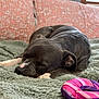 blanket, closed_eyes, comfort, couch, cozy, dog, ears, fur, green, indoor, nostrils, pet, pillow, pink, purple, relaxation, resting, sleeping, texture, toy