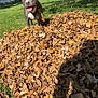 Tonka is registered to the contest to win money with this photo: dog, leaves, autumn, outdoor, grass, sunlight, house, tree, smiling, tongue_out, playful, yard, daytime, pet, canine, nature, seasonal, greenery, happy, animal