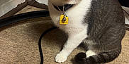 Punky joined the competition — help win amazing prizes! black_cable, brick_wall, carpet, cat, collar, cord, curious, domestic_animal, ears, eyes, feline, floor, gray_and_white, house_pet, indoor, pet, sitting, tag, tail, whiskers