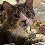 Punky joined the competition — help win amazing prizes! cat, tabby, pet, indoor, blanket, clothing, collar, bell, fur, whiskers, closeup, face, eyes, ears, resting, cozy, fabric, home, animal, curious