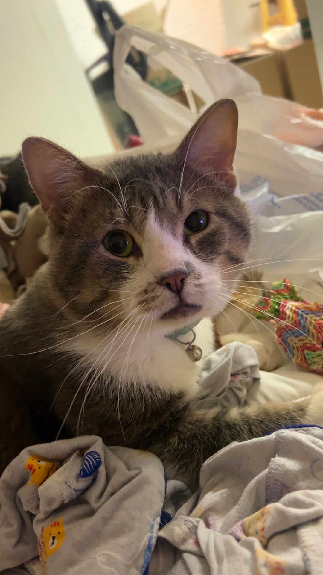 Punky joined the competition — help win amazing prizes! cat, tabby, pet, indoor, blanket, clothing, collar, bell, fur, whiskers, closeup, face, eyes, ears, resting, cozy, fabric, home, animal, curious