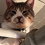 Punky is registered to the contest to win money with this photo: alert, animal, cat, close_up, collar, curious, domestic_cat, ears, face, feline, fur, gray, indoor, looking_down, metal_railing, paws, pet, tabby, whiskers, white