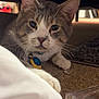 Punky is registered to the contest to win money with this photo: cat, indoor, curious, whiskers, carpet, perfume_bottle, white_cloth, furniture, pet, close_up, collar, tag, eyes, paws, domestic_animal, floor, nose, ears, animal, home
