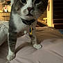 Punky joined the competition — help win amazing prizes! animal, bed, cat, closeup, collar, curious, curious_look, domestic, domestic_cat, feline, fur, home, indoor, living_room, pet, soft_lighting, staircase, tag, whiskers, white_paws