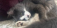 Smokey joined the competition — help win amazing prizes! cat, gray_cat, white_paws, fluffy, resting, sleeping, bed, blanket, pillow, indoor, cozy, pet, whiskers, tail, feline, cute, relaxed, animal, domestic, soft