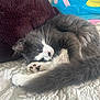 cat, gray_cat, white_paws, fluffy, resting, sleeping, bed, blanket, pillow, indoor, cozy, pet, whiskers, tail, feline, cute, relaxed, animal, domestic, soft