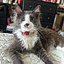 cat, one_eyed_cat, gray_cat, white_fur, red_collar, bedspread, quilt, indoor, pet, feline, whiskers, close_up, resting_cat, domestic_animal, fur, claws, ears, nose, living_room, furniture
