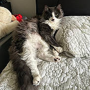 Smokey joined the competition — help win amazing prizes! bed, blanket, cat, cozy, furry, green_eyes, grey_and_white_cat, headboard, indoor, long_haired_cat, nightstand, paw, pet, pillow, quilt, relaxed, stuffed_toy, tail, textured_bedspread, whiskers