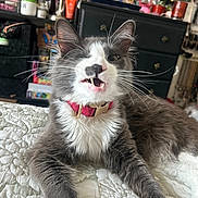 Smokey is registered to the contest to win money with this photo: cat, gray_cat, white_fur, collar, pet, animal, indoor, bedspread, quilt, feline, whiskers, teeth, mouth_open, fur, paw, resting, domestic_cat, cute, expression, household