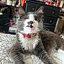 cat, gray_cat, white_fur, collar, pet, animal, indoor, bedspread, quilt, feline, whiskers, teeth, mouth_open, fur, paw, resting, domestic_cat, cute, expression, household