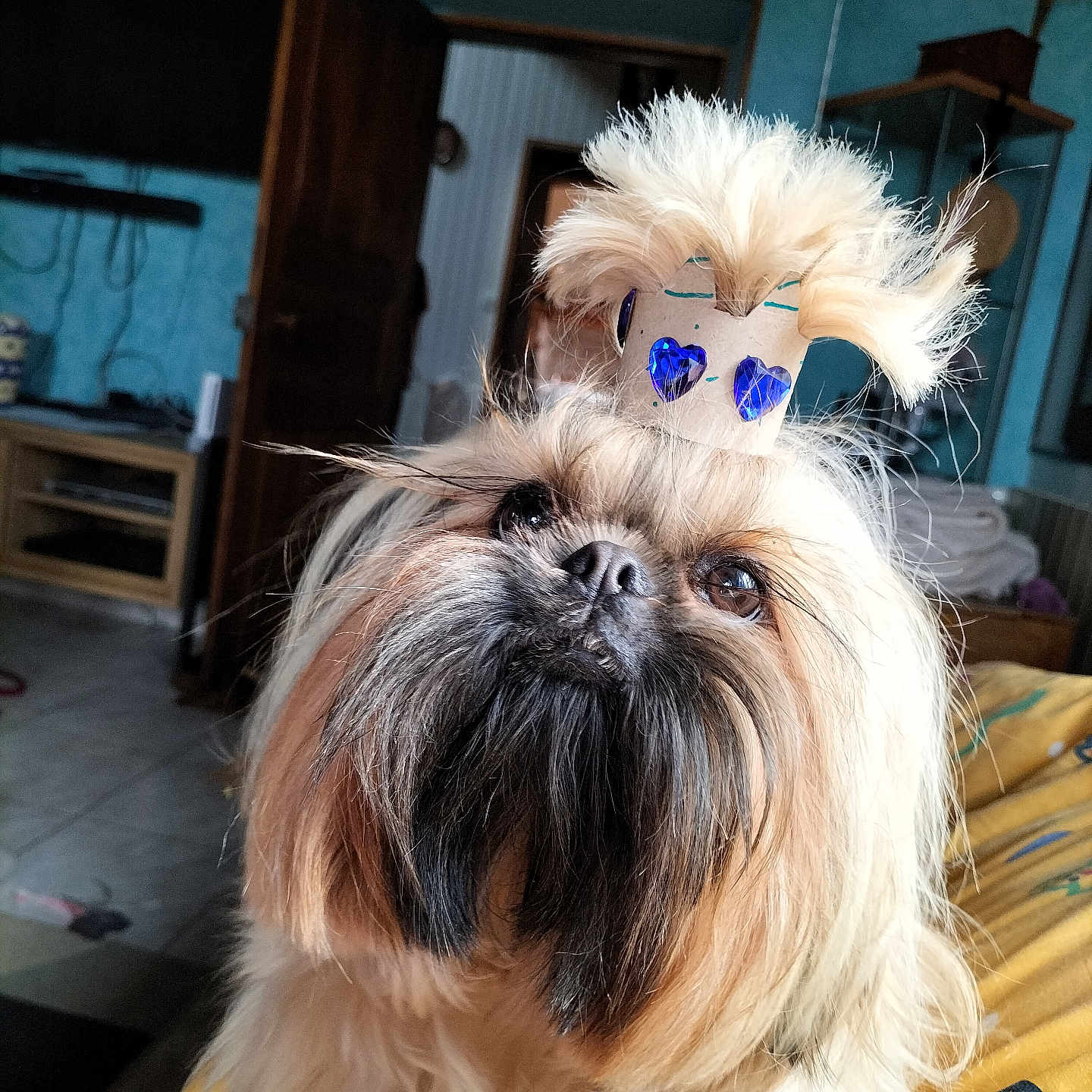 Violette participe au concours pour gagner de l'argent avec cette photo : affenpinscher, animal, canine, computerhardware, couch, dog, electronics, entertainmentcenter, furniture, hardware, monitor, pet, puppy, screen, shelf, terrier, whitedog, wood