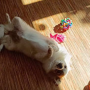 Ayka participe au concours pour gagner de l'argent avec cette photo : dog, lying_down, wooden_floor, sunlight, toy, colorful_toy, relaxed, pet, indoor, shadow, playful, fur, cute, animal, companion, home, resting, bright, daylight, flooring