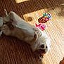 dog, lying_down, wooden_floor, sunlight, toy, colorful_toy, relaxed, pet, indoor, shadow, playful, fur, cute, animal, companion, home, resting, bright, daylight, flooring