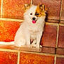 dog, puppy, sitting, stairs, orange_tiles, tongue_out, happy, pet, fur, cute, small_dog, animal, outdoor, portrait, canine, domestic_animal, friendly, young, alert, playful