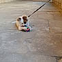 puppy, dog, toy, leash, stone_floor, historic_building, archway, indoor, playful, cute, small_dog, white_dog, brown_spots, chewing, pet, animal, floor_texture, architecture, candid, young_dog