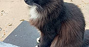 Bear joined the competition — help win amazing prizes! cat, black_cat, white_paws, fluffy_fur, outdoor, porch, driveway, trash_bin, christmas_tree, yellow_eyes, side_view, animal, pet, sitting, feline, whiskers, curious, daylight, concrete, leaf