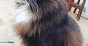Bear joined the competition — help win amazing prizes! animal, black_cat, calm, cat, domestic_cat, feline, fluffy_fur, fur_texture, greenery, nature, outdoor, patio, pet, relaxed, side_profile, sitting, whiskers, white_paws, wooden_chairs, yellow_eyes