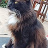 Bear joined the competition — help win amazing prizes! cat, black_cat, white_paws, fluffy_fur, outdoor, patio, wooden_chairs, greenery, calm, sitting, side_profile, pet, animal, domestic_cat, whiskers, yellow_eyes, feline, fur_texture, relaxed, nature