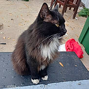 Bear is registered to the contest to win money with this photo: cat, black_cat, white_paws, yellow_eyes, fluffy, sitting, outdoor, concrete_floor, leaf, furniture, red_cloth, greenery, side_view, pet, animal, domestic, close_up, texture, casual, daylight