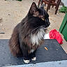 cat, black_cat, white_paws, yellow_eyes, fluffy, sitting, outdoor, concrete_floor, leaf, furniture, red_cloth, greenery, side_view, pet, animal, domestic, close_up, texture, casual, daylight