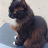 Bear joined the competition — help win amazing prizes! cat, feline, animal, pet, fluffy, black_cat, brown_fur, white_paws, white_chest, outdoor, concrete, side_view, yellow_eyes, sitting, calm, fur, whiskers, ears, daylight, background