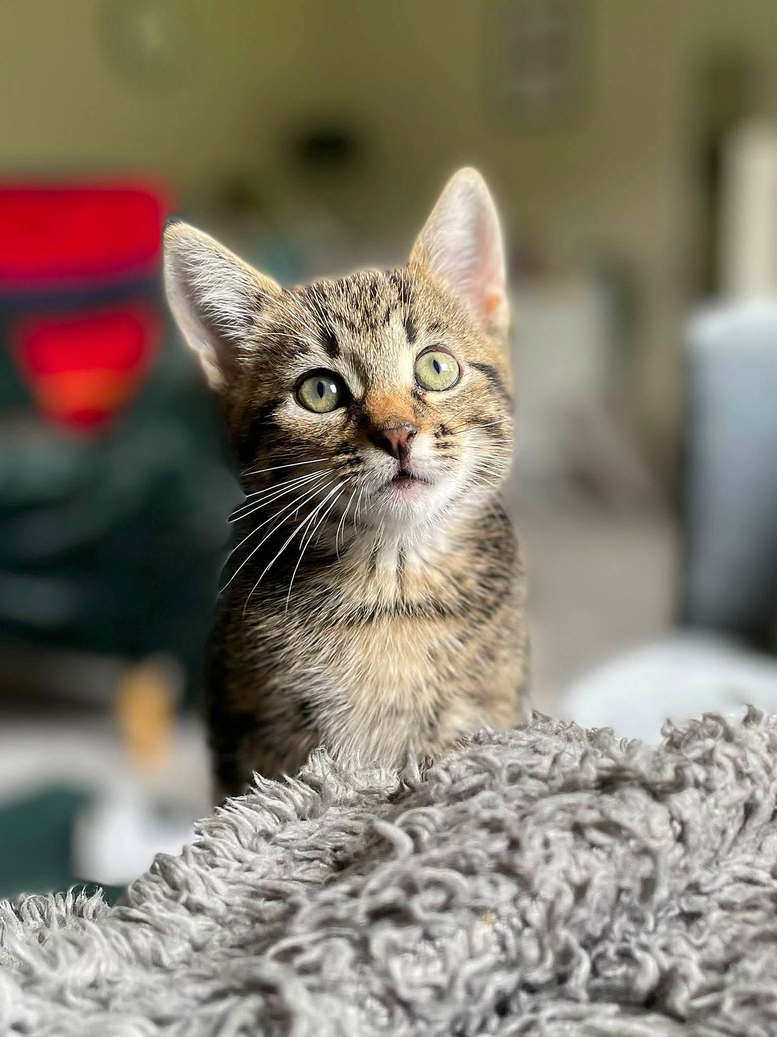 Hamish joined the competition — help win amazing prizes! carnivore, cat, claw, domestic_short_haired_cat, felidae, fur, small_to_medium_sized_cats, snout, terrestrial_animal, tree, whiskers, wildlife