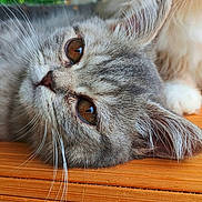 Akila participe au concours pour gagner de l'argent avec cette photo : cat, tabby, close_up, whiskers, fur, amber_eyes, wood_surface, pet, animal, lying_down, relaxed, domestic_cat, cute, soft_fur, indoor, portrait, face, ears, sleepy, feline