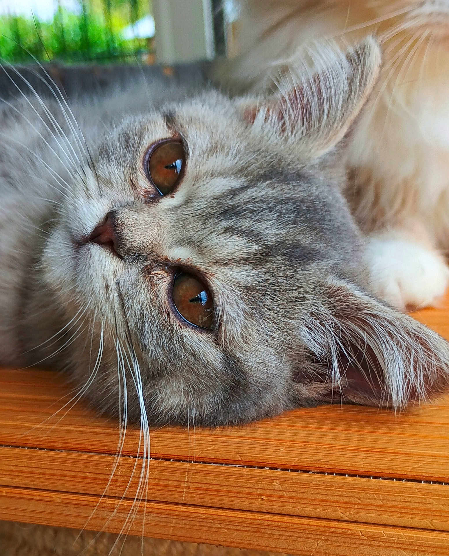 Akila