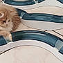 Akara a rejoint le concours — aidez-le/la à gagner de superbes lots ! kitten, cat, toy, play, floor, tile, curious, fluffy, pet, indoor, animal, paw, white, blue, plastic, cute, young, feline, fun, focus