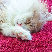 Akara participe au concours pour gagner de l'argent avec cette photo : cat, sleeping, fluffy, white, paw, pink_nose, blanket, cozy, closeup, pet, fur, resting, indoor, cute, animal, mammal, whiskers, soft, relaxed, texture