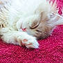 cat, sleeping, fluffy, white, paw, pink_nose, blanket, cozy, closeup, pet, fur, resting, indoor, cute, animal, mammal, whiskers, soft, relaxed, texture