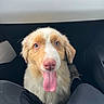 Blue participe au concours pour gagner de l'argent avec cette photo : puppy, dog, pet, animal, fluffy, white_fur, brown_fur, blue_eyes, pink_nose, tongue_out, happy, sitting, portrait, close_up, car, vehicle, passenger_seat, indoors, cute, photography