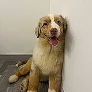 Blue participe au concours pour gagner de l'argent avec cette photo : puppy, dog, golden_white, fluffy, sitting, smiling, open_mouth, tongue, floppy_ears, pink_nose, portrait, indoor, corner, wall, wood_floor, home, cute, happy, pet, animal