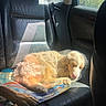 Blue a rejoint le concours — aidez-le/la à gagner de superbes lots ! puppy, dog, sleeping, curled_up, golden_fur, floppy_ears, pink_nose, animal, pet, car, back_seat, leather_seat, seat_belt, sunlight, indoors, vehicle, magazine, paw, resting, cute