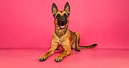 Beely a rejoint le concours — aidez-le/la à gagner de superbes lots ! dog, german_shepherd, canine, pet, portrait, sitting, studio, pink_background, indoor, animal, upright_ears, open_mouth, happy, alert, brown_fur, black_mask, long_tail, paws, professional_photography, centered_composition