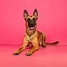 dog, german_shepherd, canine, pet, portrait, sitting, studio, pink_background, indoor, animal, upright_ears, open_mouth, happy, alert, brown_fur, black_mask, long_tail, paws, professional_photography, centered_composition