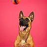 Beely participe au concours pour gagner de l'argent avec cette photo : dog, belgian_malinois, pet, sitting, portrait, open_mouth, tongue, happy, alert, ears, short_fur, brown_fur, black_mask, ball, toy, pink_background, studio, indoor, centered_composition, playful
