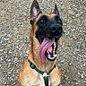 Beely a rejoint le concours — aidez-le/la à gagner de superbes lots ! dog, belgian_malinois, canine, sitting, tongue_out, open_mouth, panting, happy, alert, upright_ears, green_harness, portrait, outdoor, rocky_ground, gravel, nature, pet, animal, brown_fur, black_mask