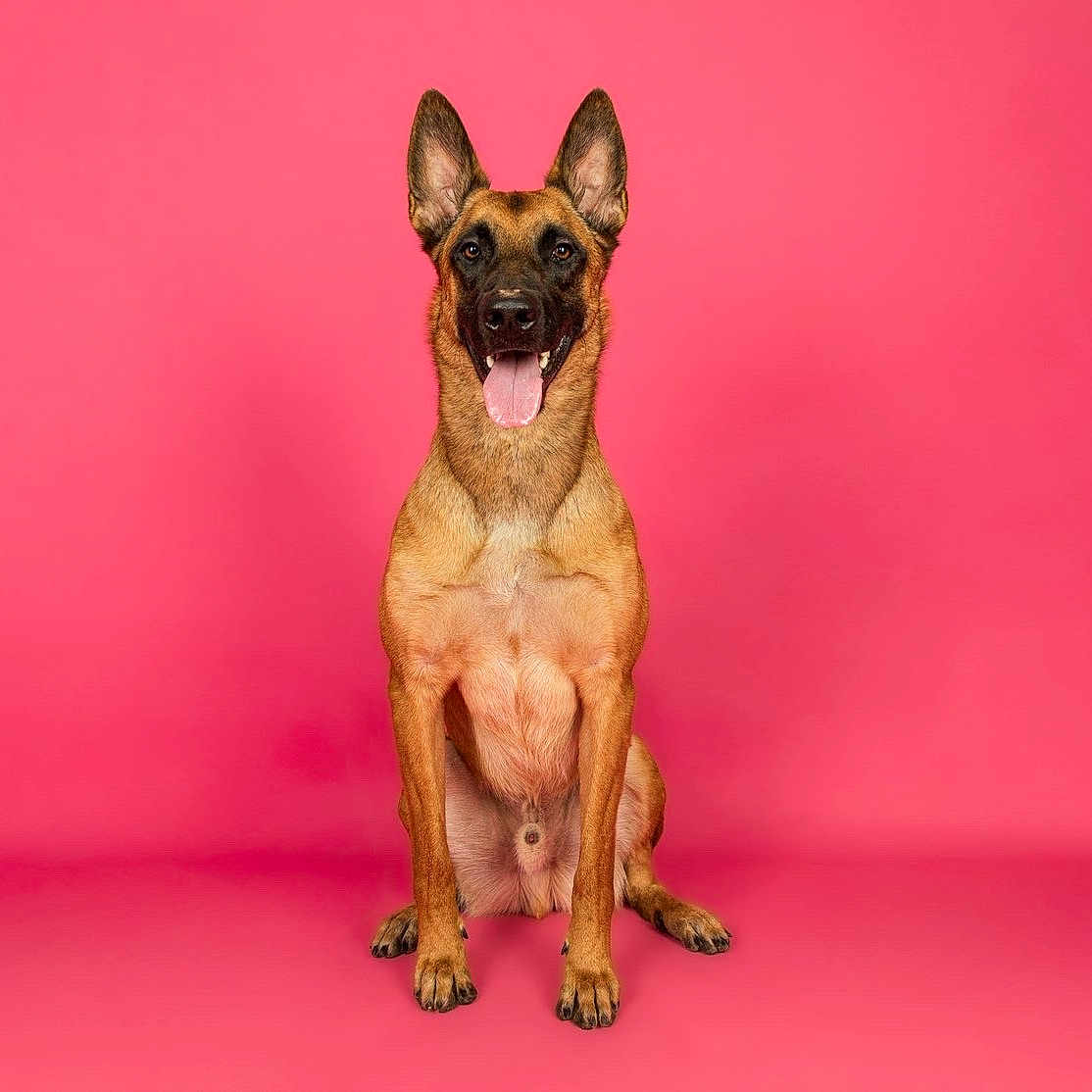 Beely a rejoint le concours — aidez-le/la à gagner de superbes lots ! dog, german_shepherd, animal, pet, sitting, portrait, studio, pink_background, happy, smiling, tongue_out, upright_ears, brown_fur, black_mask, front_facing, full_body, centered, indoor, photography, cute