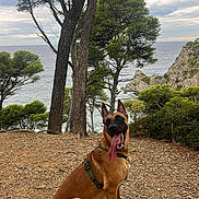 Beely a rejoint le concours — aidez-le/la à gagner de superbes lots ! dog, belgian_malinois, pet, sitting, panting, tongue, harness, outdoors, coast, seaside, ocean, cliff, trees, nature, landscape, rocky_ground, travel, portrait, daylight, scenic