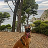 dog, belgian_malinois, pet, sitting, panting, tongue, harness, outdoors, coast, seaside, ocean, cliff, trees, nature, landscape, rocky_ground, travel, portrait, daylight, scenic