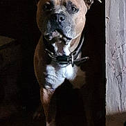 Lucky participe au concours pour gagner de l'argent avec cette photo : dog, pet, animal, canine, brown, collar, standing, indoors, shadow, dark, light, face, ears, muscular, fur, portrait, alert, looking, quiet, companion